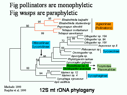 Slide #27. 12S mt rDNA phylogeny
