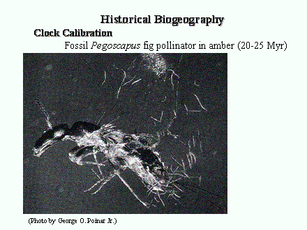 Slide #29. Historical Biogeography<BR>Clock Calibration<BR>	Fossil Pegoscapus fig pollinator in amber (20-25 Myr)