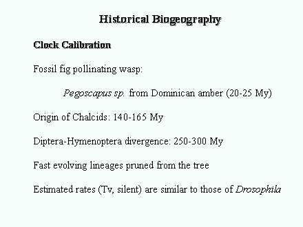 Slide #30. Historical Biogeography<BR><BR>Clock Calibration<BR><BR>Fossil fig pollinating wasp:<BR><BR>	Pegoscapus sp. from Dominican amber (20-25 My)<BR><BR>Origin of Chalcids: 140-165 My<BR><BR>Diptera-Hymenoptera divergence: 250-300 My<BR><BR>Fast evolving lineages pruned from the tree<BR><BR>Estimated rates (Tv, silent) are similar to those of Drosophila