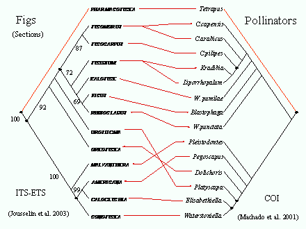 Slide #39. PHARMACOSYCEA