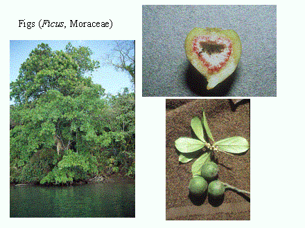 Slide #4. Figs (Ficus, Moraceae)