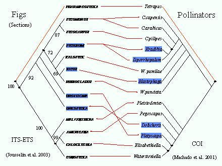 Slide #41. PHARMACOSYCEA