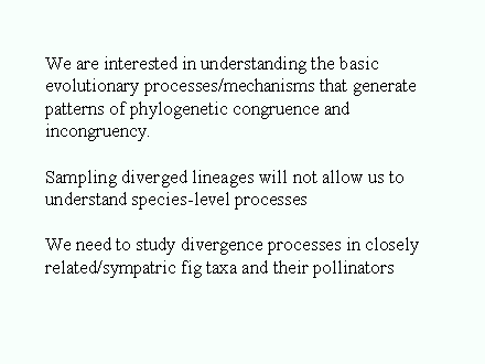 Slide #44. We are interested in understanding the basic evolutionary processes/mechanisms that generate patterns of phylogenetic congruence and incongruency.<BR><BR>Sampling diverged lineages will not allow us to <BR>understand species-level processes<BR><BR>We need to study divergence processes in closely<BR>related/sympatric fig taxa and their pollinators