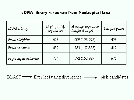 Slide #48. cDNA library resources from Neotropical taxa 