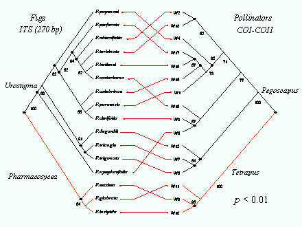 Slide #49. F.popenoei