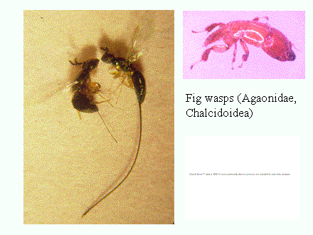 Slide #5. Fig wasps (Agaonidae, <BR>Chalcidoidea)