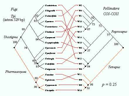 Slide #51. F.colubrinae