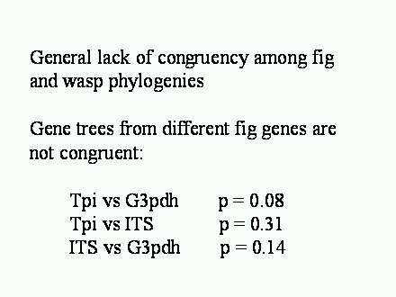 Slide #52. General lack of congruency among fig and wasp phylogenies<BR>							            <BR>Gene trees from different fig genes are not congruent:<BR>	<BR>	Tpi vs G3pdh        p = 0.08<BR>	Tpi vs ITS             p = 0.31<BR>	ITS vs G3pdh        p = 0.14