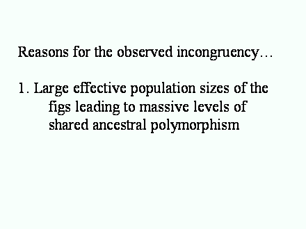Slide #53. Reasons for the observed incongruency<BR><BR>1. Large effective population sizes of the 	figs leading to massive levels of 		shared ancestral polymorphism<BR><BR>