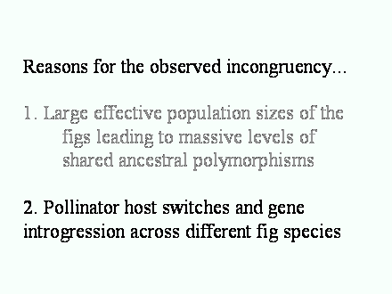 Slide #57. Reasons for the observed incongruency...<BR><BR>1. Large effective population sizes of the 	figs leading to massive levels of 		shared ancestral polymorphisms<BR><BR>2. Pollinator host switches and gene introgression across different fig species