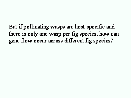 Slide #58. <BR><BR>But if pollinating wasps are host-specific and there is only one wasp per fig species, how can gene flow occur across different fig species?<BR><BR>