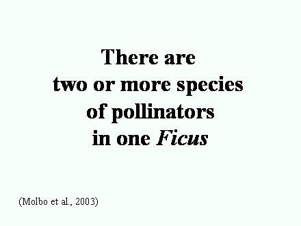 Slide #59. There are <BR>two or more species <BR>of pollinators<BR>in one Ficus