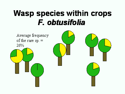 Slide #61. Wasp species within crops<BR>F. obtusifolia 