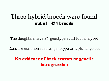 Slide #62. Three hybrid broods were found <BR>out of   454 broods 