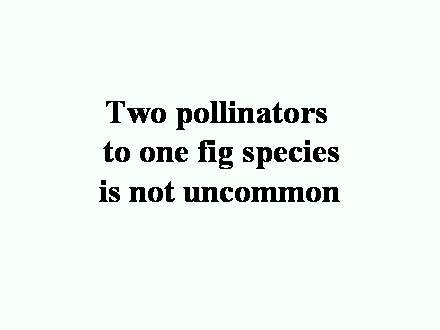 Slide #63. Two pollinators <BR>to one fig species<BR>is not uncommon