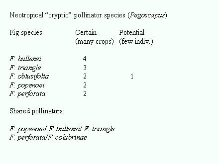 Slide #65. Neotropical "cryptic" pollinator species (Pegoscapus)<BR><BR>Fig species		Certain		Potential<BR>		 	(many crops)	(few indiv.)<BR><BR>F. bullenei		    4			<BR>F. triangle		    3			<BR>F. obtusifolia		    2		      1<BR>F. popenoei 		    2			      <BR>F. perforata		    2			<BR><BR>Shared pollinators:<BR><BR>F. popenoei/ F. bullenei/ F. triangle<BR>F. perforata/F. colubrinae