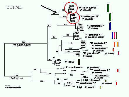 Slide #66. COI ML