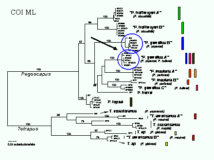 Slide #67. COI ML