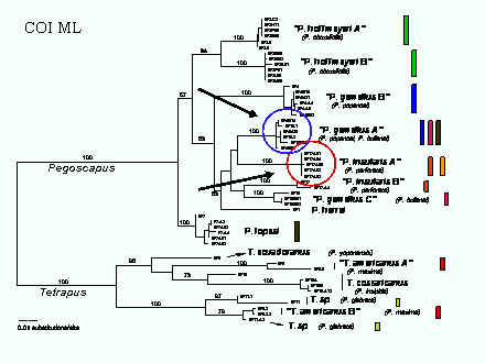 Slide #68. COI ML