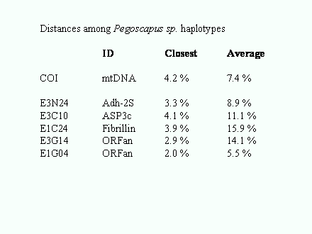 Slide #70. Distances among Pegoscapus sp. haplotypes<BR><BR>		ID		Closest	Average<BR><BR>COI		mtDNA	4.2 %		7.4 %<BR><BR>E3N24		Adh-2S	3.3 %		8.9 %<BR>E3C10		ASP3c		4.1 %		11.1 %<BR>E1C24		Fibrillin	3.9 %		15.9 %<BR>E3G14		ORFan		2.9 %		14.1 %	<BR>E1G04		ORFan		2.0 %		5.5 %	