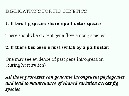 Slide #71. IMPLICATIONS FOR FIG GENETICS<BR><BR>1. If two fig species share a pollinator species: <BR><BR>There should be current gene flow among species<BR><BR>2. If there has been a host switch by a pollinator:<BR><BR>One may see evidence of past gene introgression <BR>(during host switch)<BR><BR>All those processes can generate incongruent phylogenies<BR>and lead to maintenance of shared variation across fig<BR>species