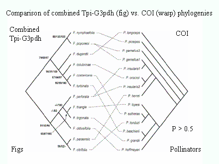 Slide #73. Comparison of combined Tpi-G3pdh (fig) vs. COI (wasp) phylogenies