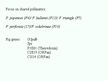 Slide #74. Focus on shared pollinators:<BR><BR>F. popenoei (F4)/ F. bullenei (F15)/ F. triangle (F7)<BR><BR>F. perforata (17)/F. colubrinae (F16)<BR><BR><BR>Fig genes: 	G3pdh<BR>		Tpi<BR>		P1E01 (Thioredoxin)<BR>		C2E19 (ORFan)<BR>		C3I14 (ORFan)