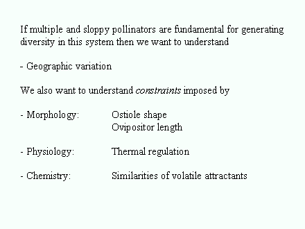 Slide #85. If multiple and sloppy pollinators are fundamental for generating diversity in this system then we want to understand <BR><BR>- Geographic variation<BR><BR>We also want to understand constraints imposed by<BR> <BR> Morphology: 	Ostiole shape<BR>	Ovipositor length<BR><BR> Physiology: 		Thermal regulation<BR><BR> Chemistry: 		Similarities of volatile attractants<BR>