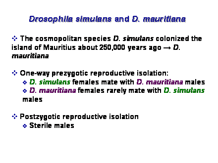 Slide #11. Drosophila simulans and D. mauritiana