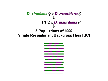 Slide #12. D. simulans ? ? D. mauritiana ?<BR>		     	  ?<BR>               F1 ? ? D. mauritiana ?<BR>		    	  ?<BR>3 Populations of 1000<BR>Single Recombinant Backcross Flies (BC)