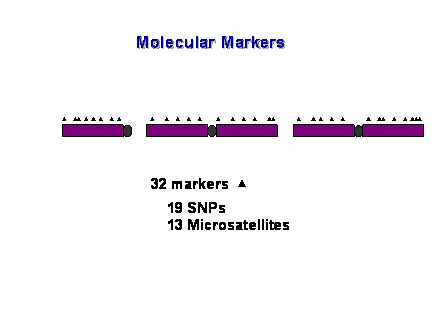 Slide #13. 32 markers<BR><BR>    19 SNPs<BR>    13 Microsatellites