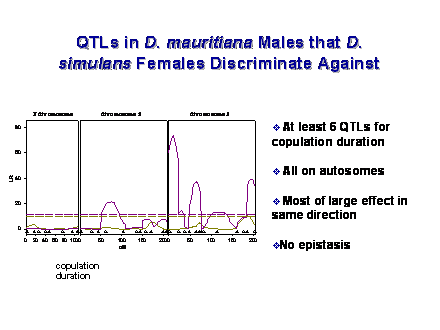 Slide #20. QTLs in D. mauritiana Males that D. simulans Females Discriminate Against