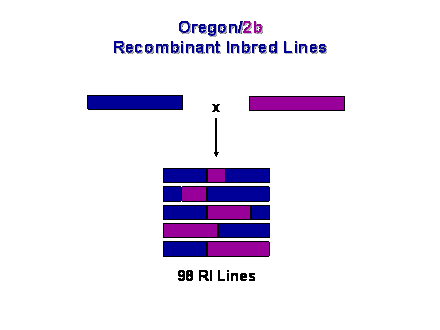 Slide #25. Oregon/2b