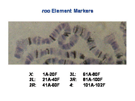 Slide #26. roo Element Markers