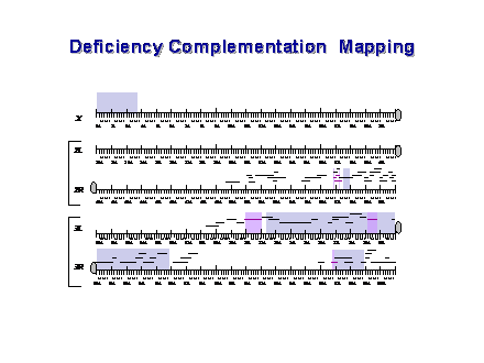 Slide #33. Deficiency Complementation  Mapping
