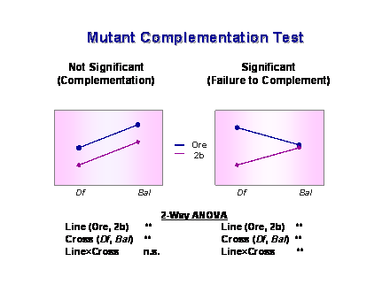 Slide #35. Mutant Complementation Test