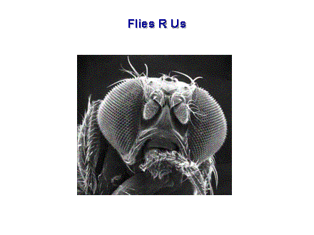 Slide #4. Flies R Us