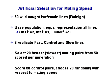Slide #41. Artificial Selection for Mating Speed