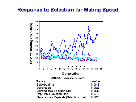 Slide #42. Response to Selection for Mating Speed