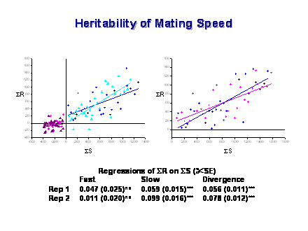Slide #43. Heritability of Mating Speed
