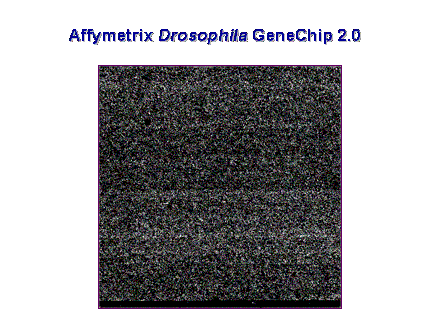 Slide #47. Affymetrix Drosophila GeneChip 2.0