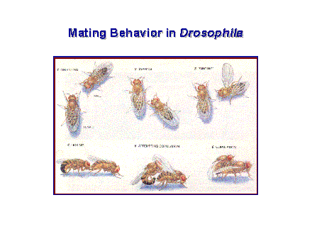 Slide #6. Mating Behavior in Drosophila