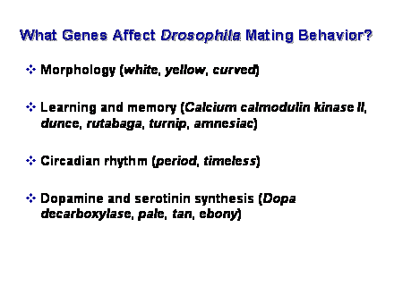 Slide #7. What Genes Affect Drosophila Mating Behavior?