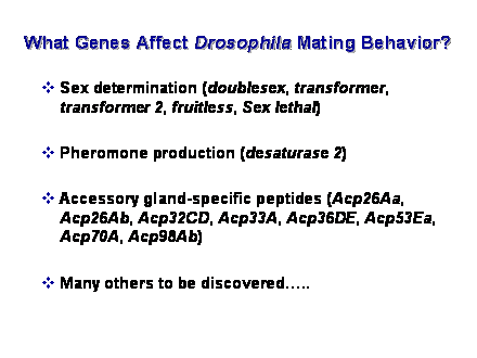 Slide #8. What Genes Affect Drosophila Mating Behavior?