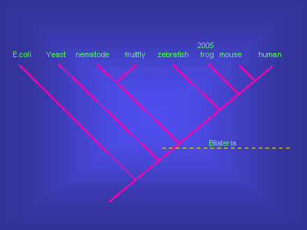 Slide #11. fruitfly 