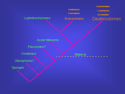 Slide #13. Sponges