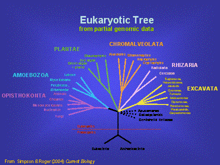 Slide #17. Eukaryotic Tree<BR>from partial genomic data