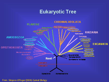 Slide #18. Eukaryotic Tree