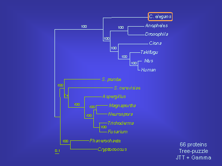 Slide #26. C. elegans