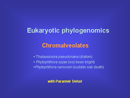 Slide #32. Eukaryotic phylogenomics